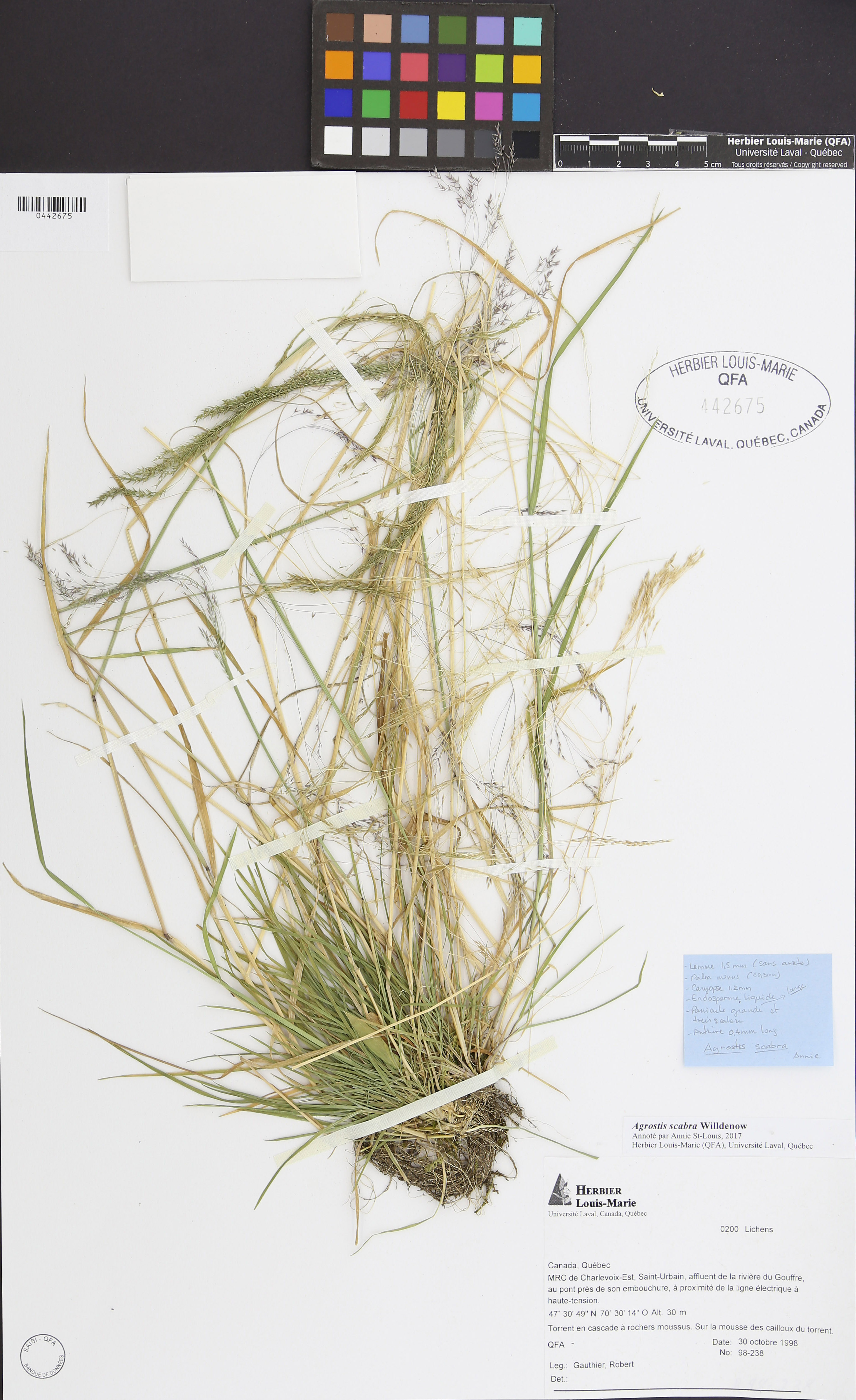 Agrostis scabra image