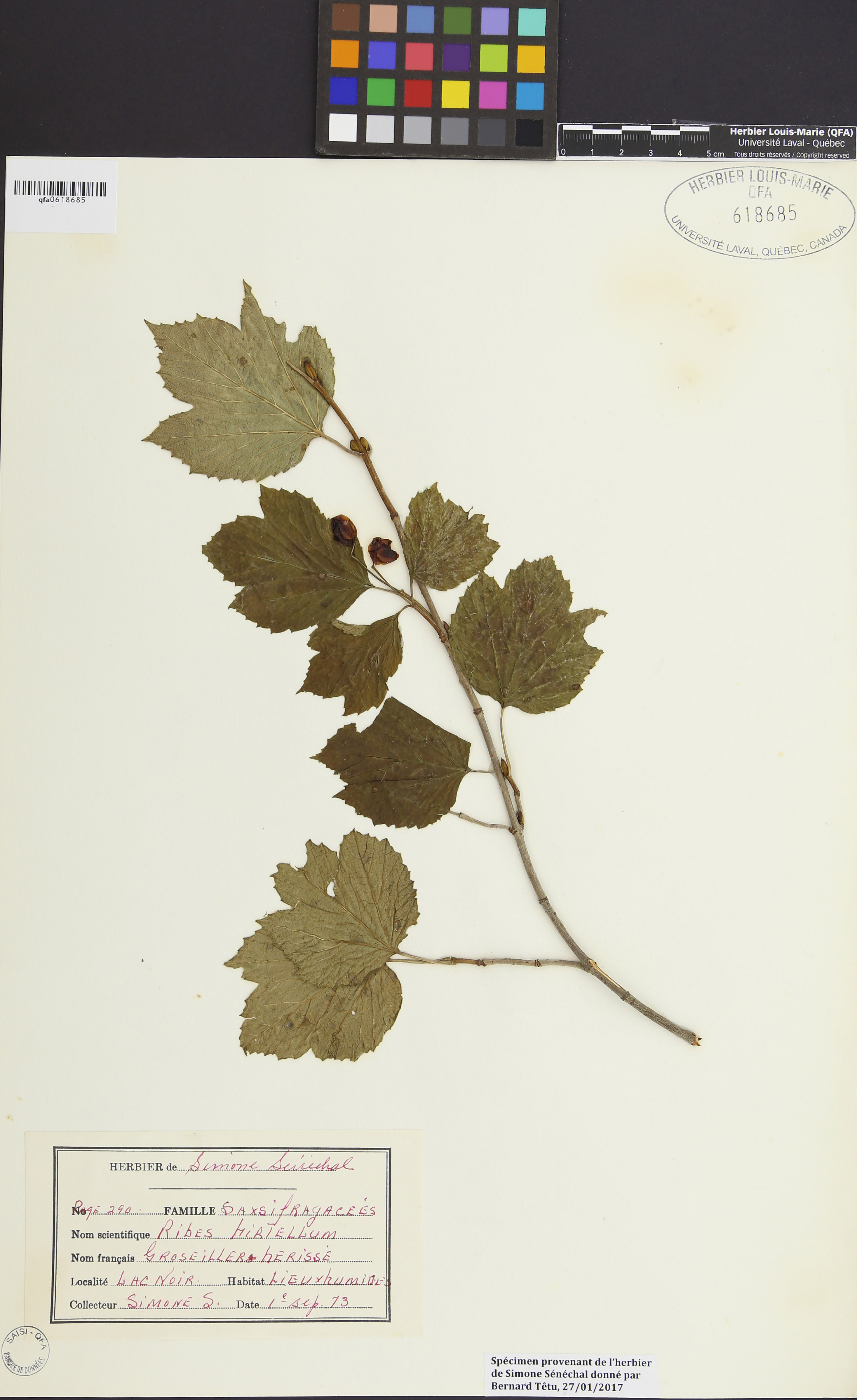 Ribes hirtellum image