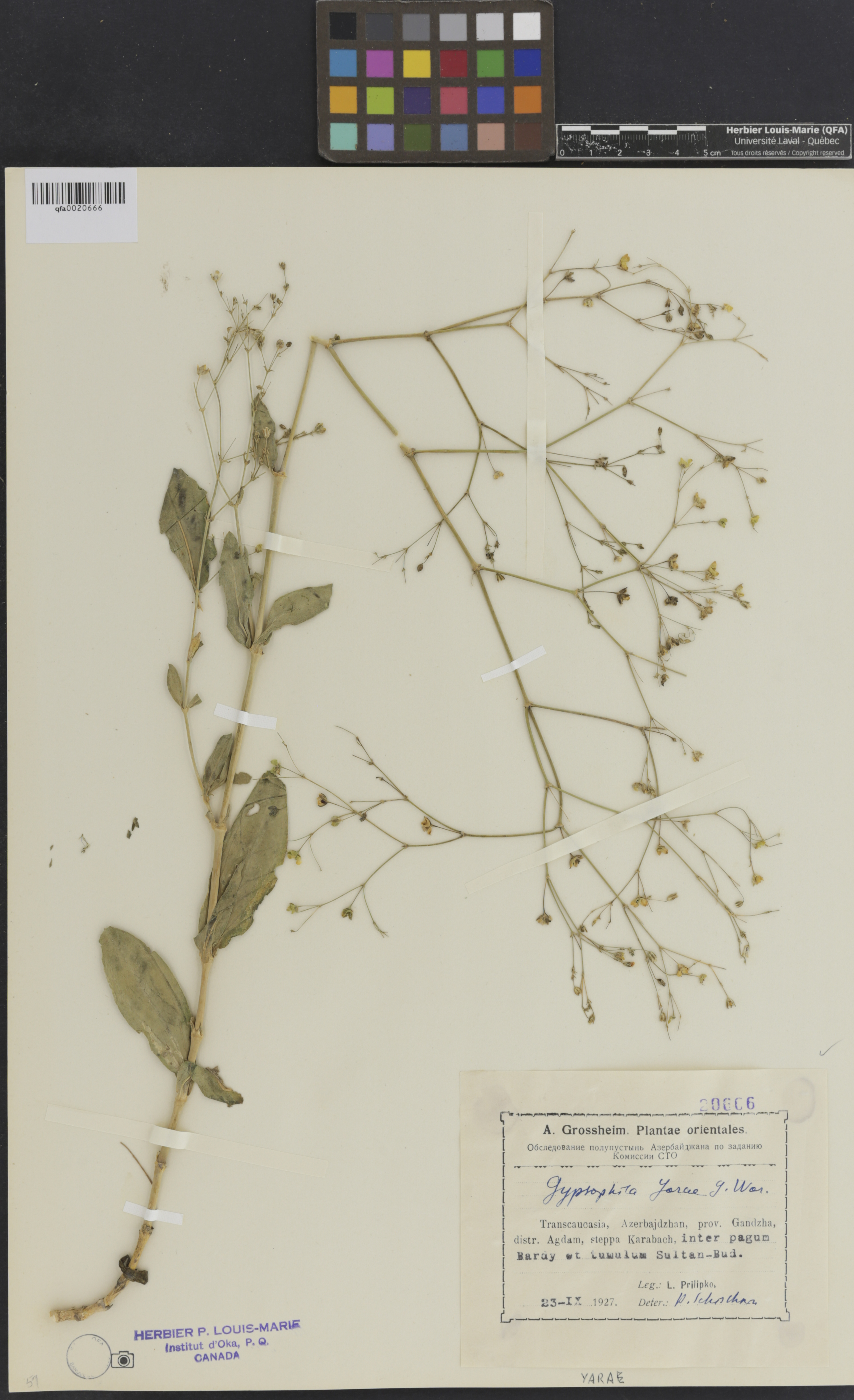Gypsophila
