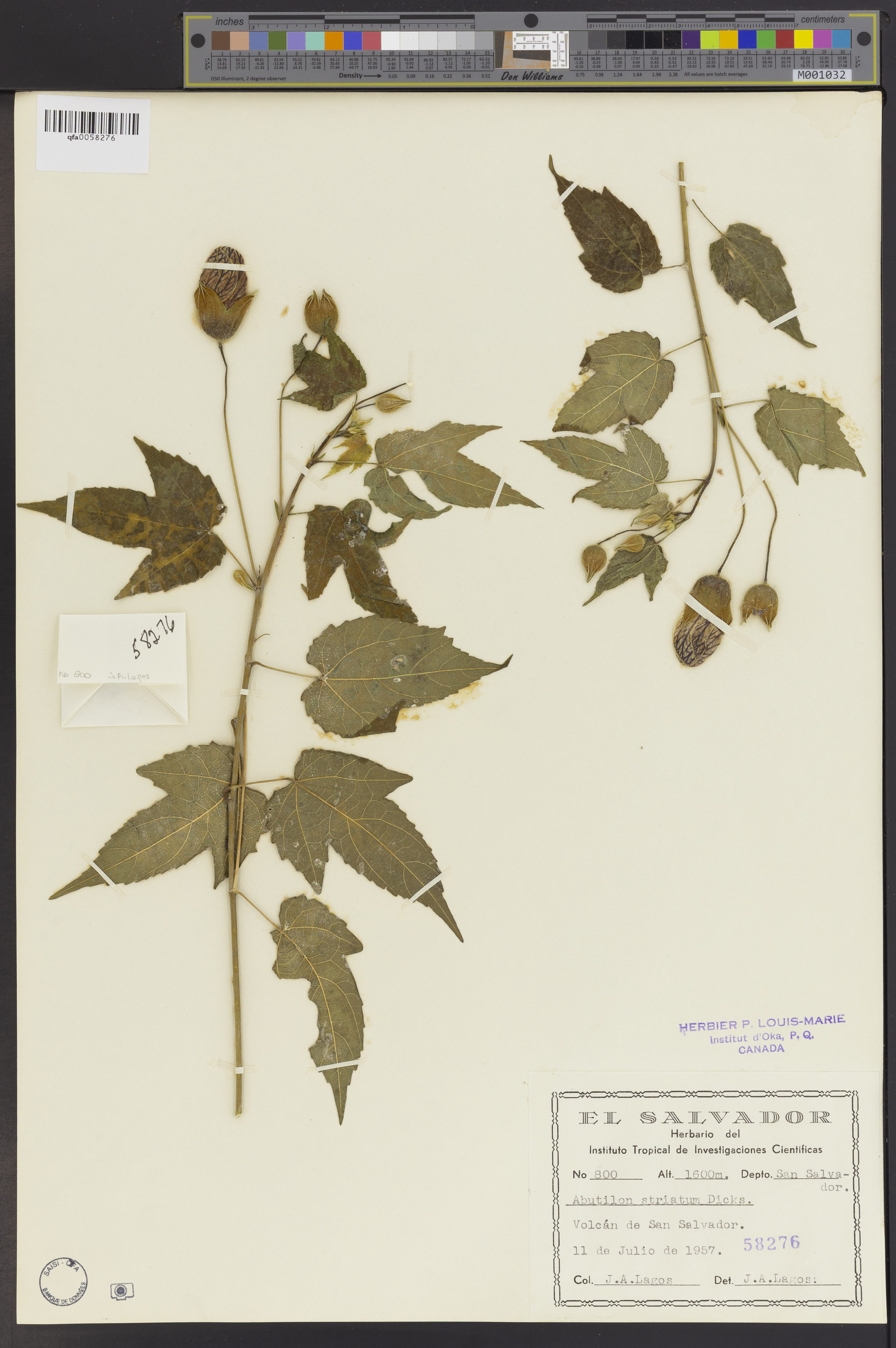 Bụp lồng đèn – Abutilon striatum