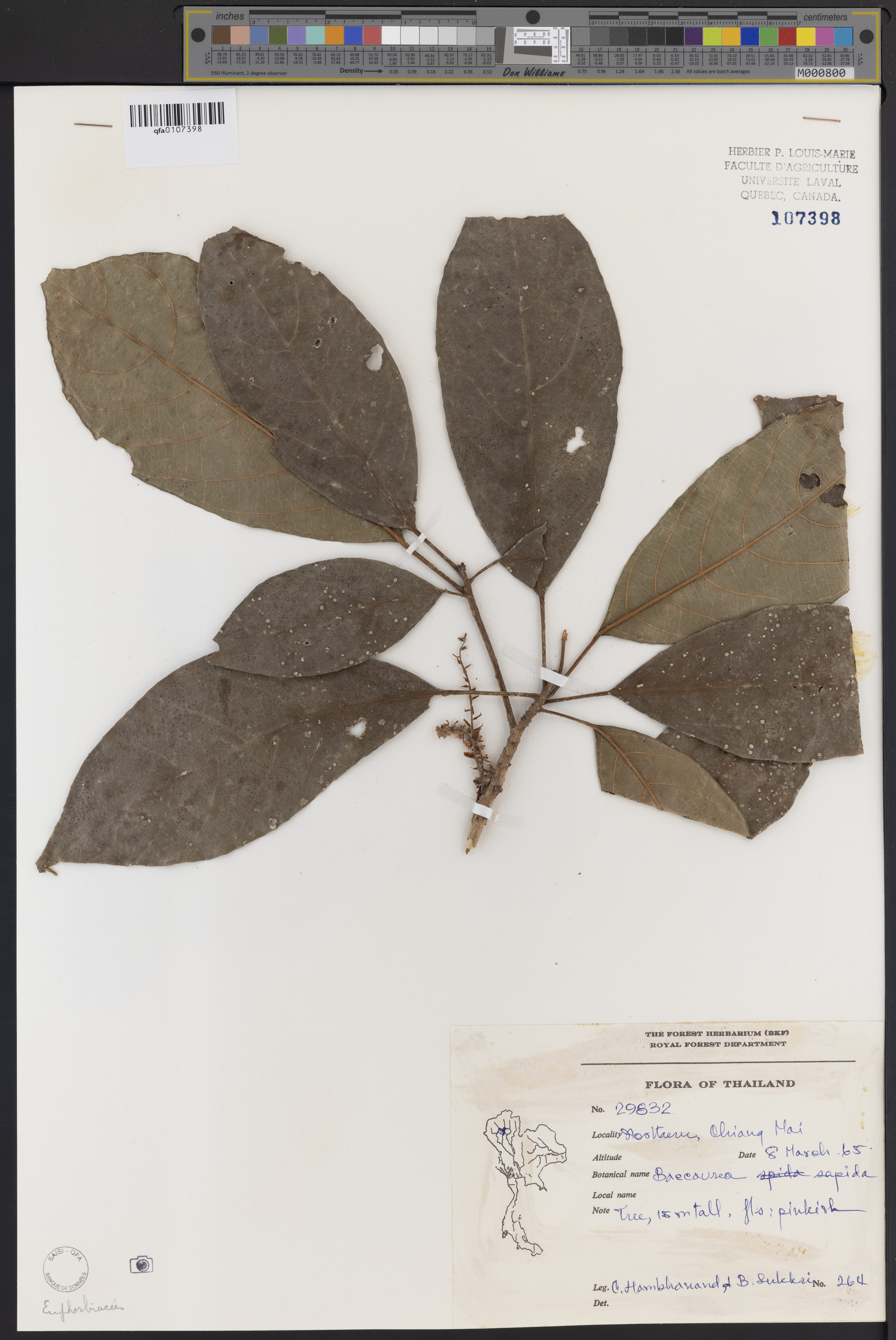 Dâu da đất – Baccaurea sapida