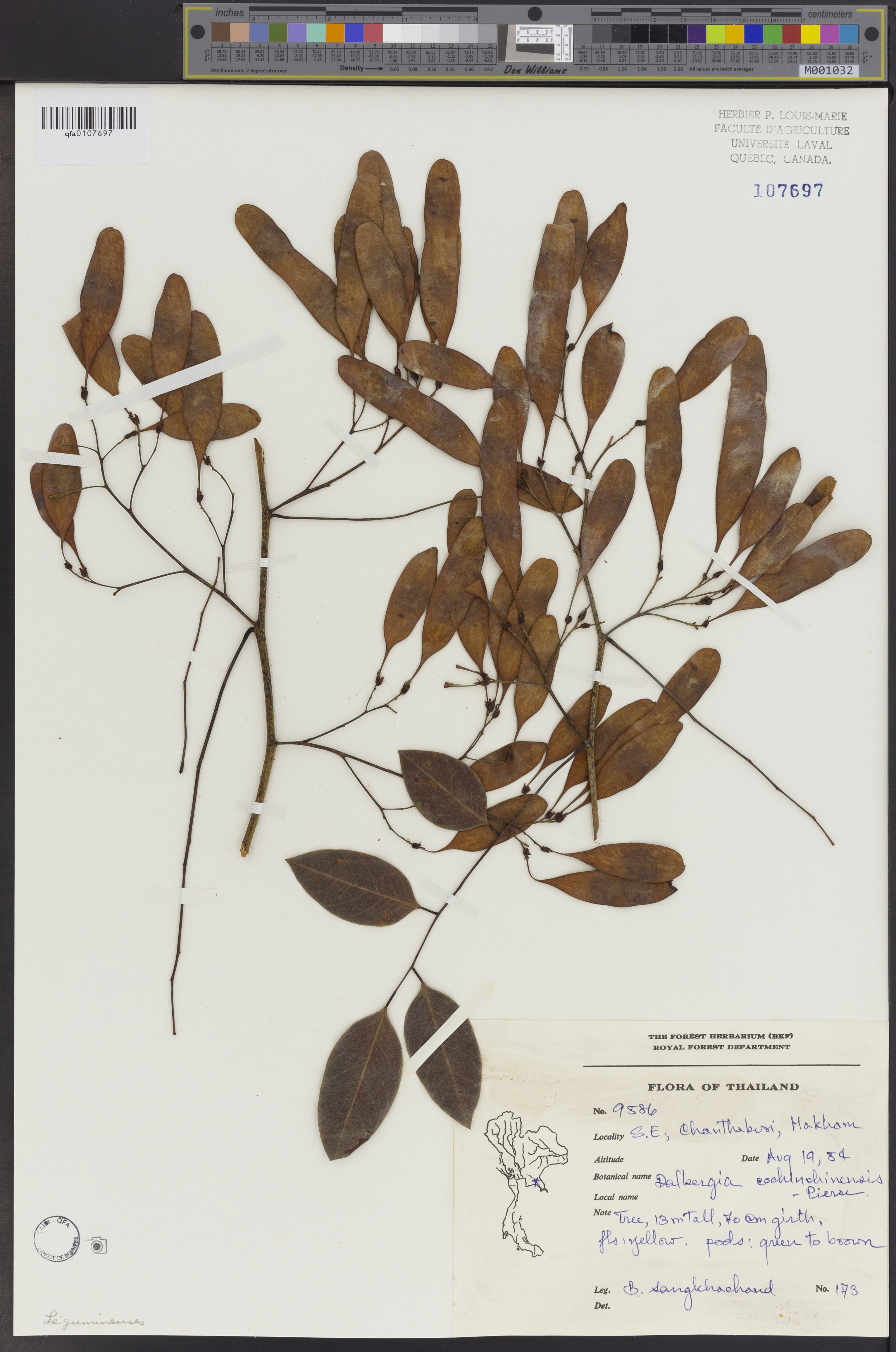 Trắc – Dalbergia cochinchinensis