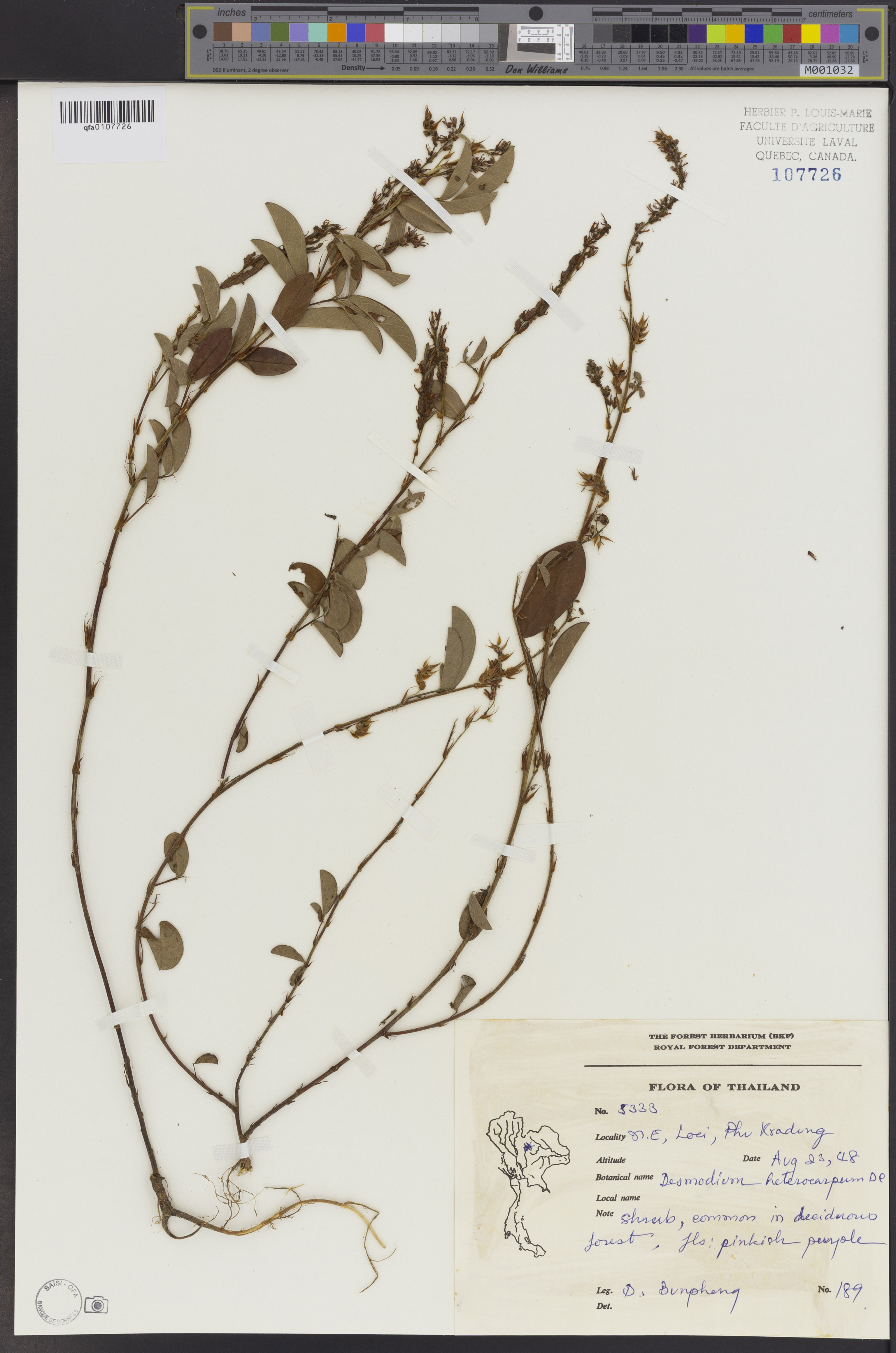 Desmodium heterocarpum (Desmodium heterocarpum)