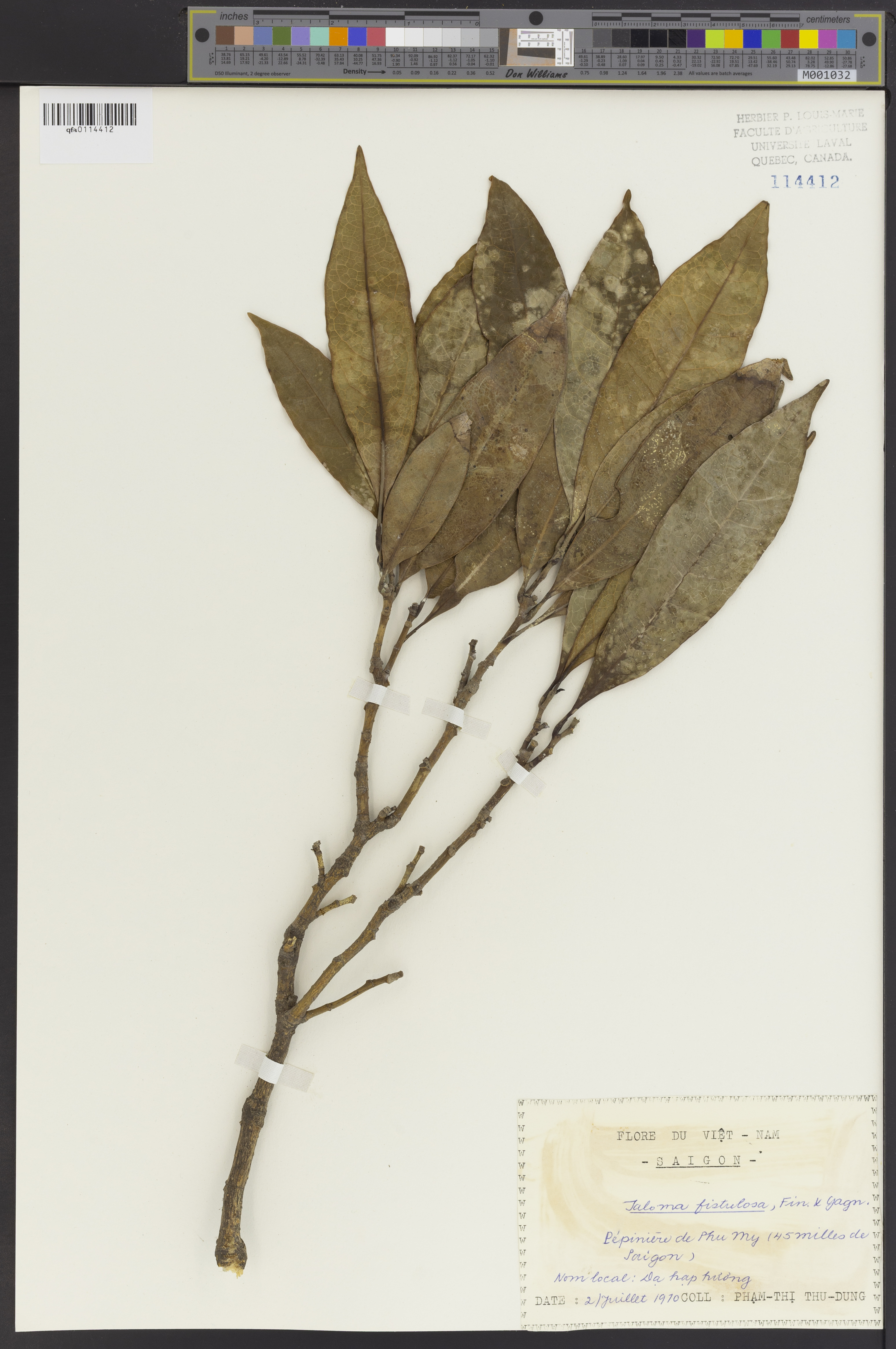 Magnolia fistulosa — ảnh 3