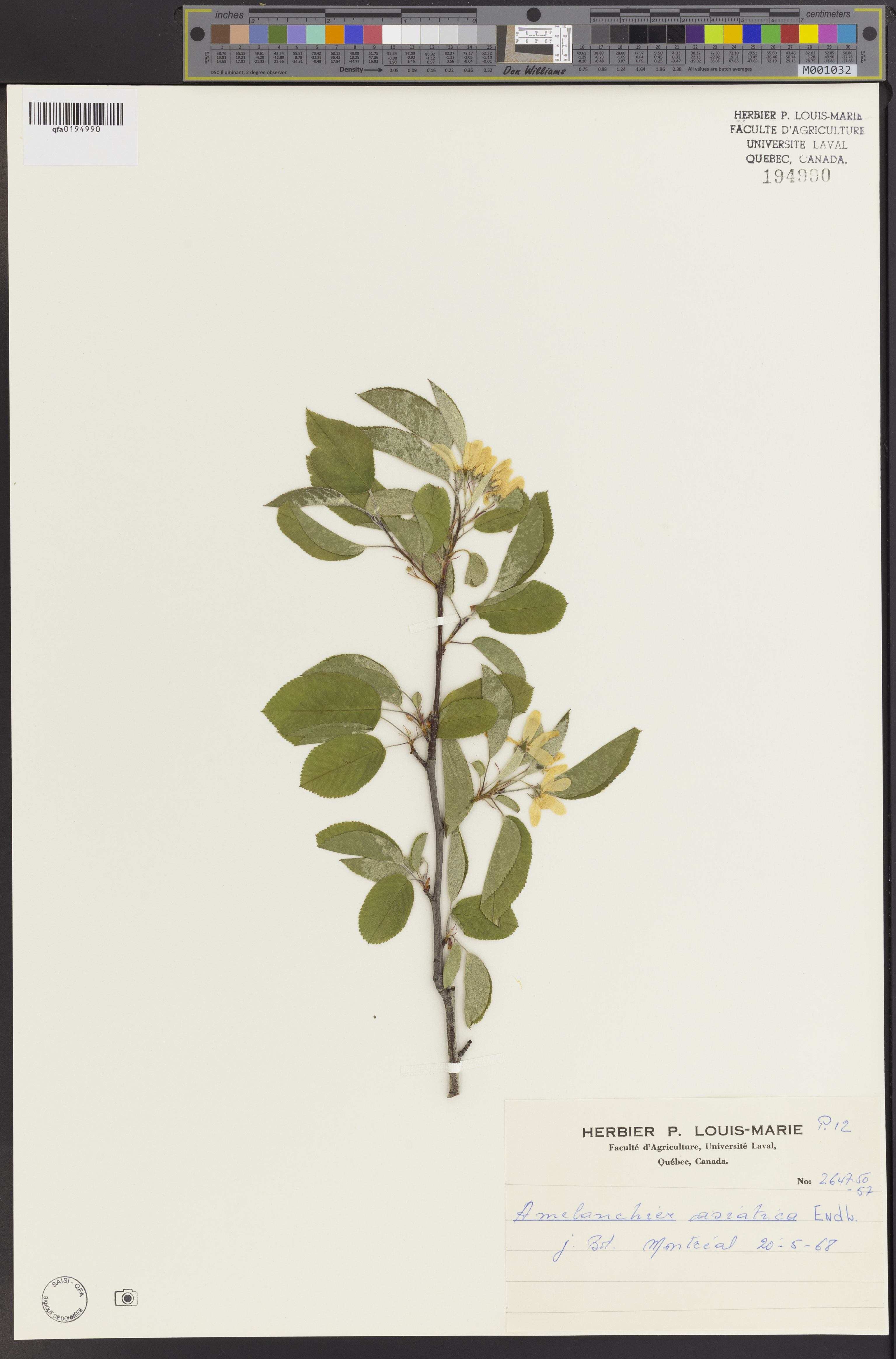 Amelanchier Nhật – Amelanchier asiatica