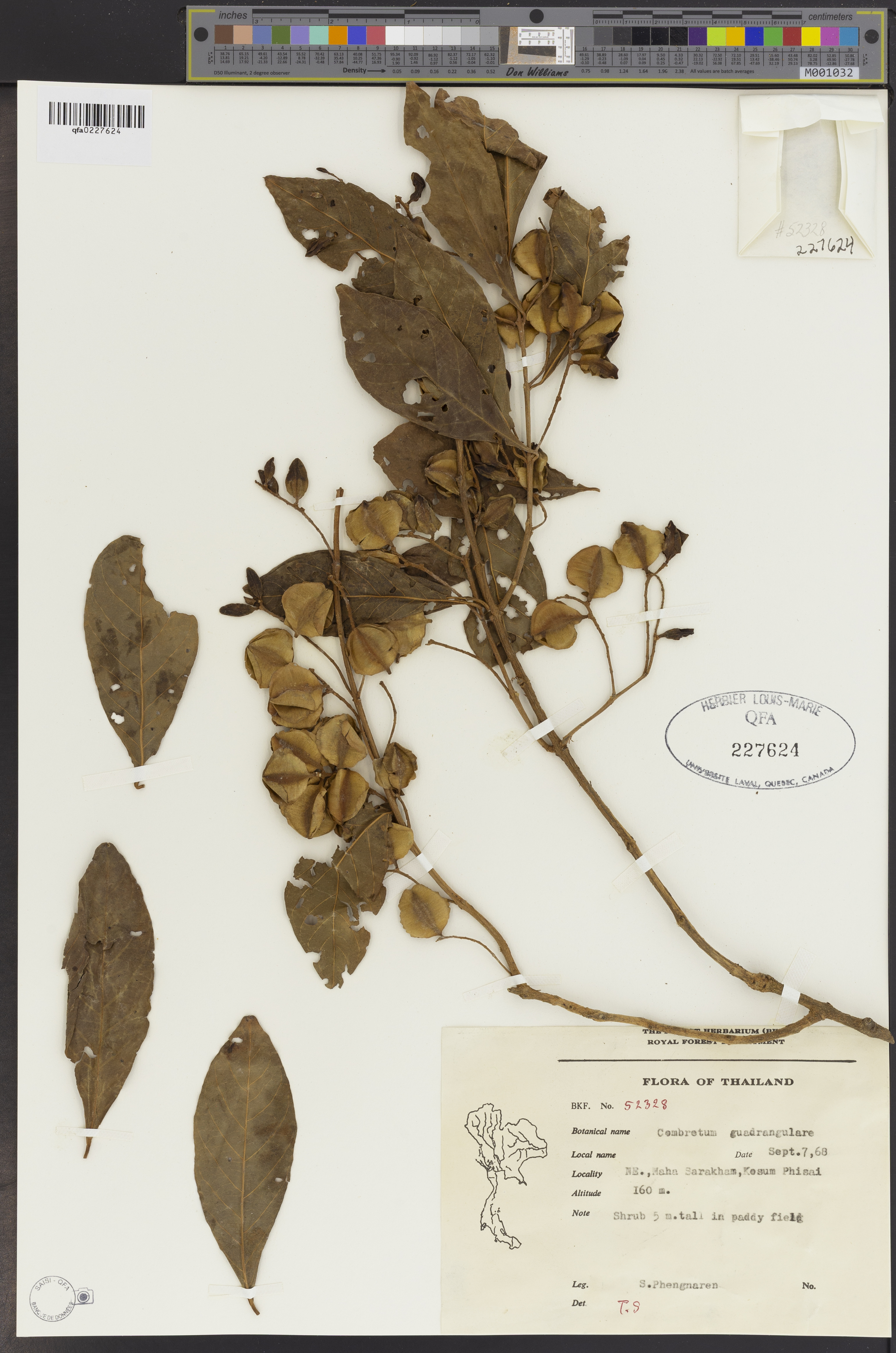 Trâm bầu – Combretum quadrangulare